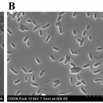 biosensors images of bacteria