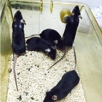 Black laboratory mice